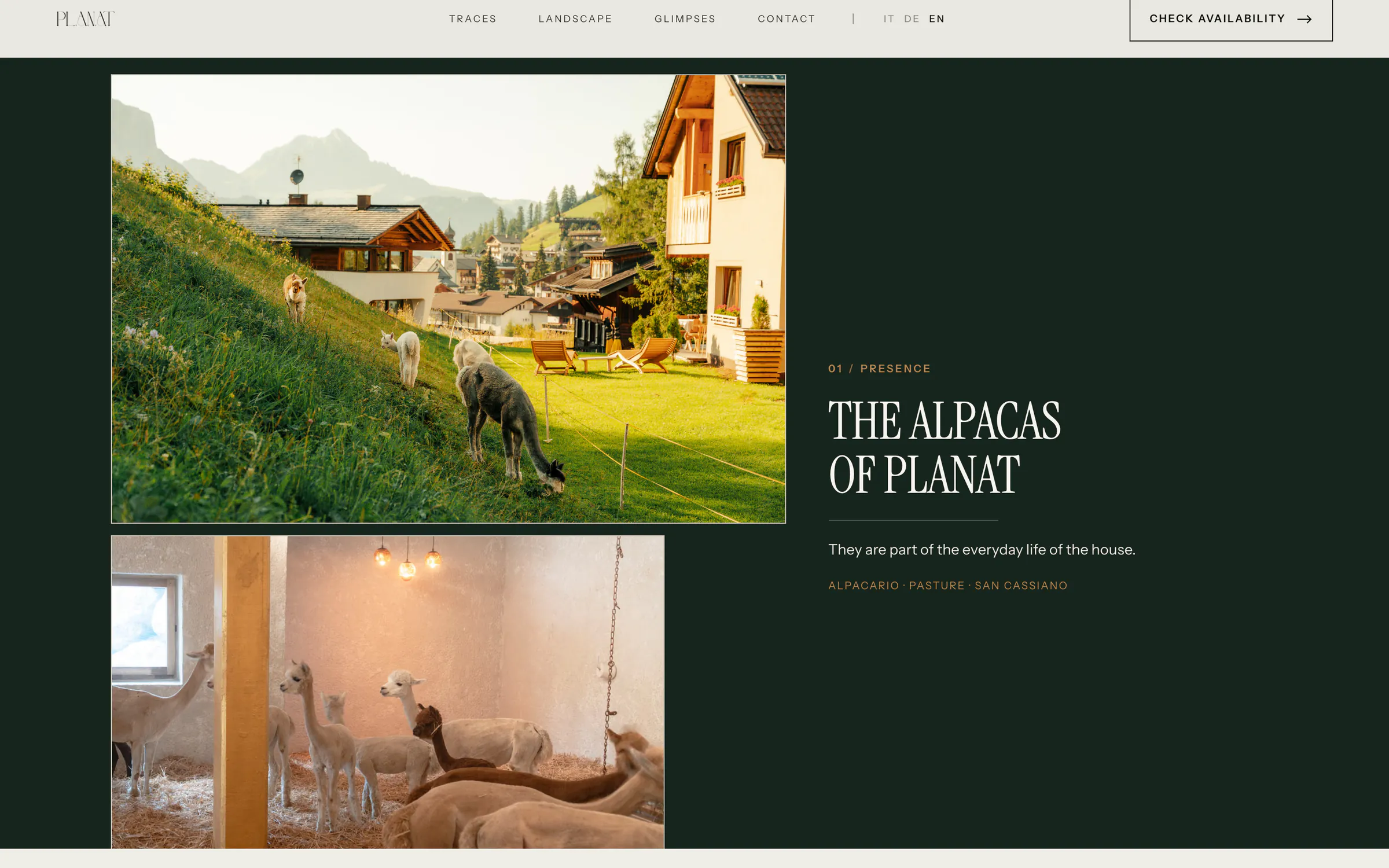 planat.it: the alpacas of Planat, on the pasture and in their shelter