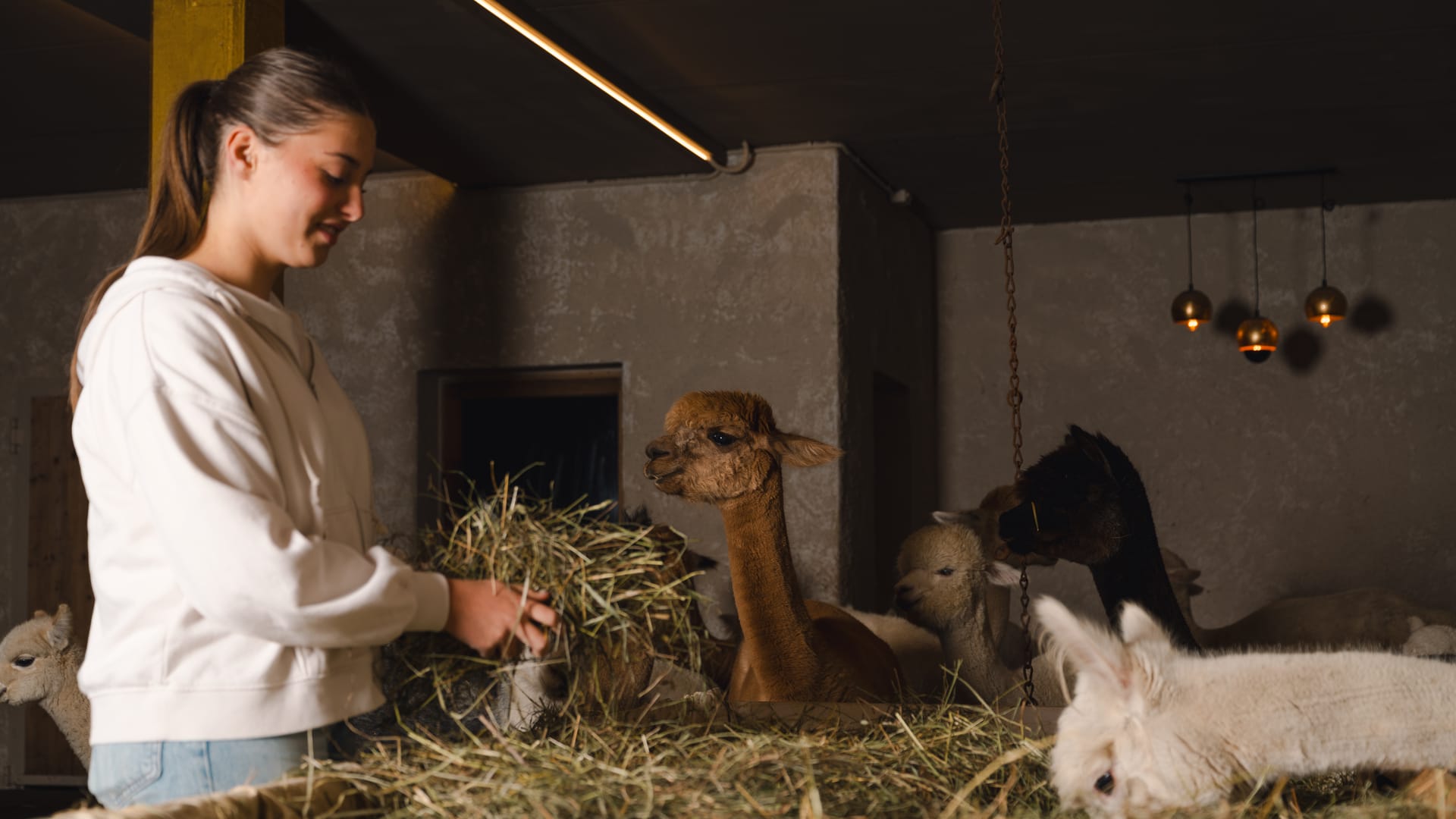 A young woman feeds hay to the alpacas in Planat’s stable in San Cassiano. Photograph by Luca Canins.