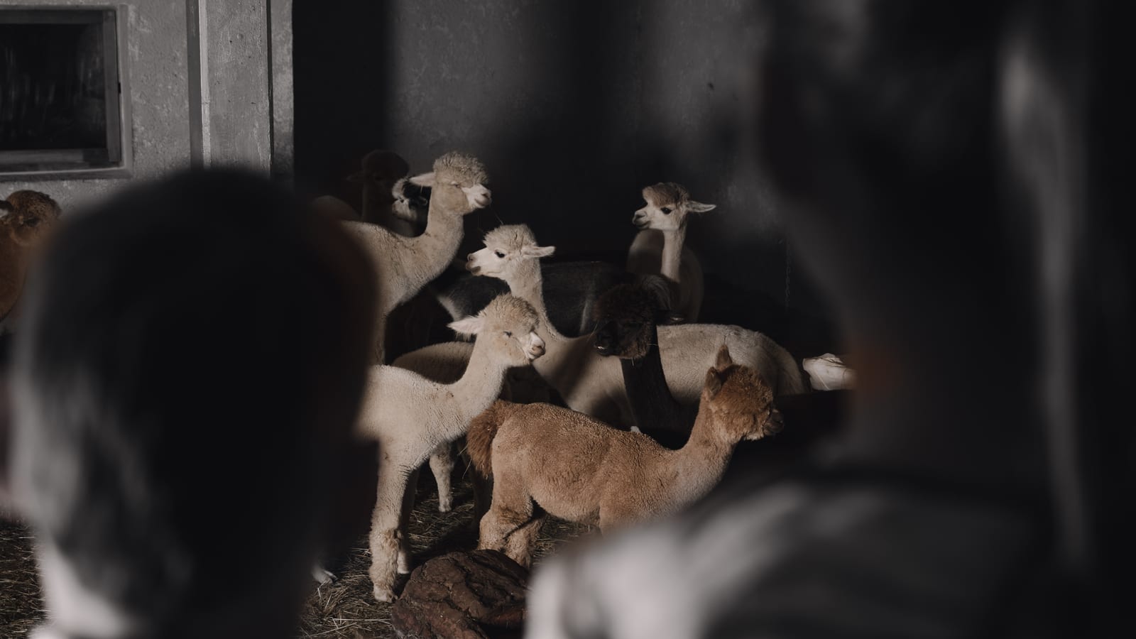 The alpacas in Planat’s stable, seen between the heads of two people in the foreground. Photograph by Luca Canins.